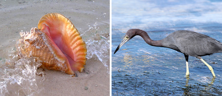 conch & blue heron 